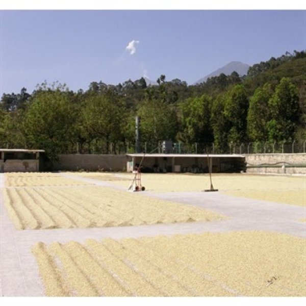 画像1: グァテマラ、アルト・デ・メディナ農園、１００g袋×２袋＝２００g、豆のままネコポス便でお届け (1)