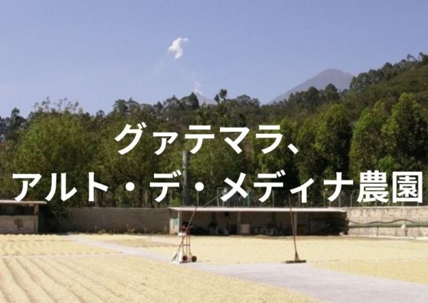 画像1: グァテマラ、アルト・デ・メディナ農園、２００g袋詰め (1)