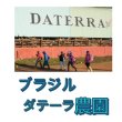 画像1: ブラジル、ダテーラ農園、２００g袋詰め (1)