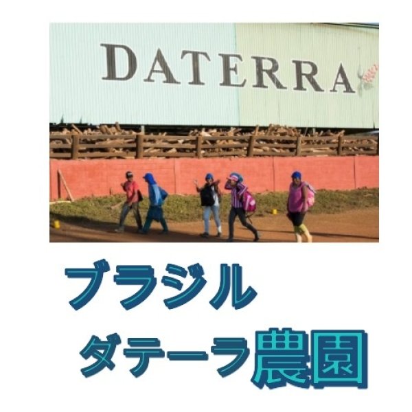 画像1: ブラジル、ダテーラ農園、２００g袋詰め (1)